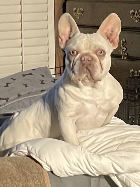 platinum french bulldog stud