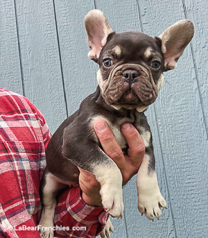 La Bear Frenchies | Happy, Healthy French Bulldog Puppies