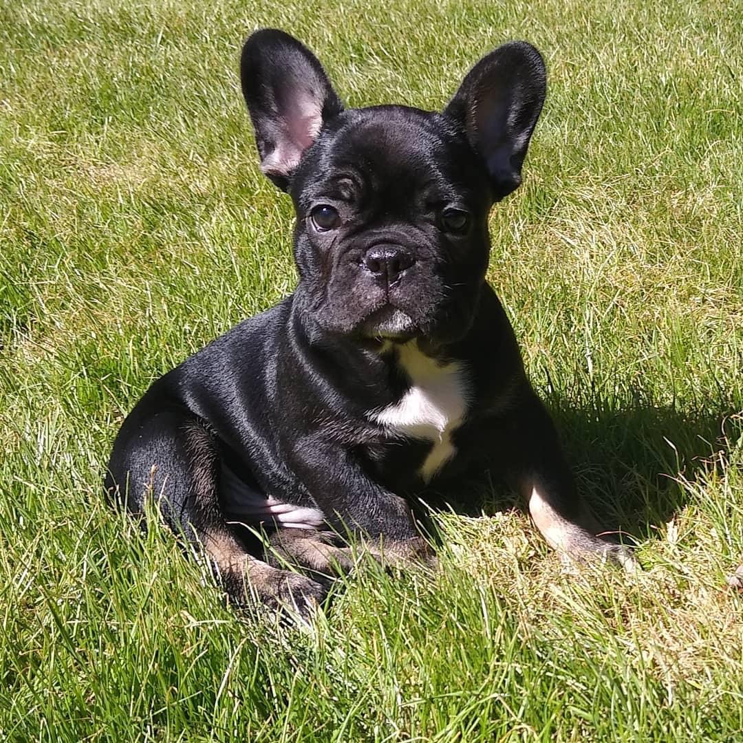 La Bear Frenchies | Happy, Healthy French Bulldog Puppies