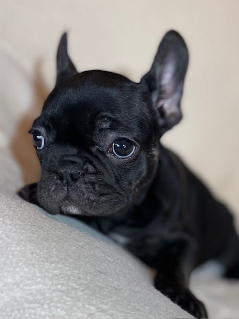 frenchie puppy