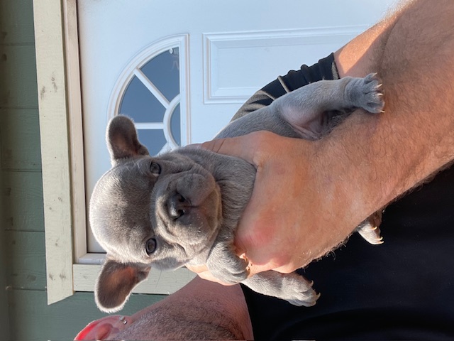 frenchie puppy