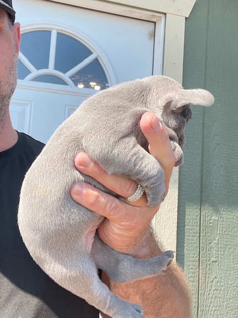 frenchie puppy