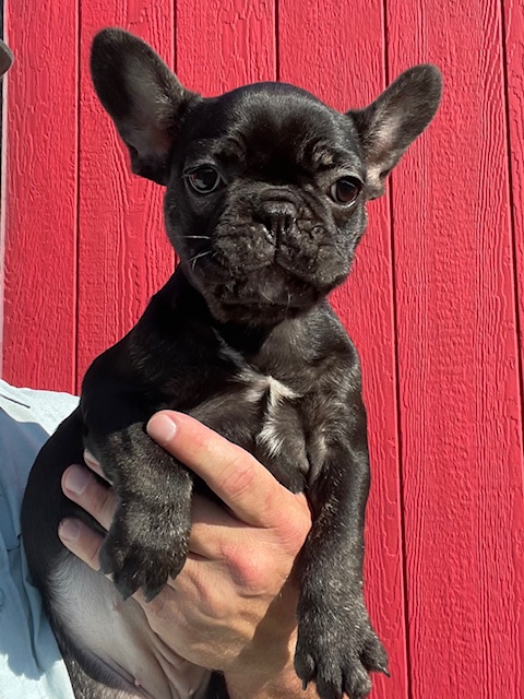 frenchie puppy
