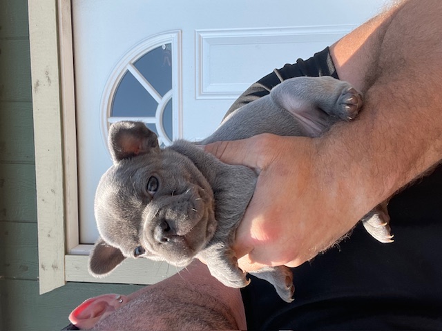 frenchie puppy