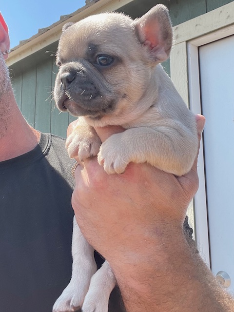 frenchie puppy