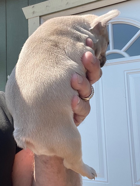 frenchie puppy