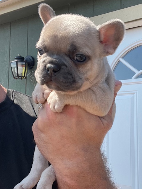 frenchie puppy