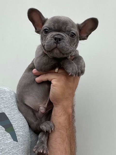 frenchie puppy
