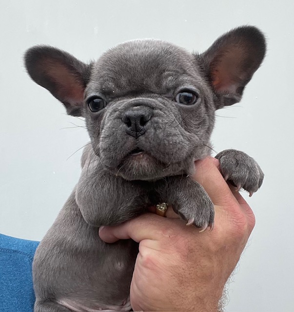 frenchie puppy