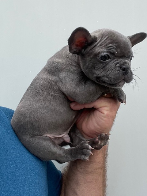 frenchie puppy
