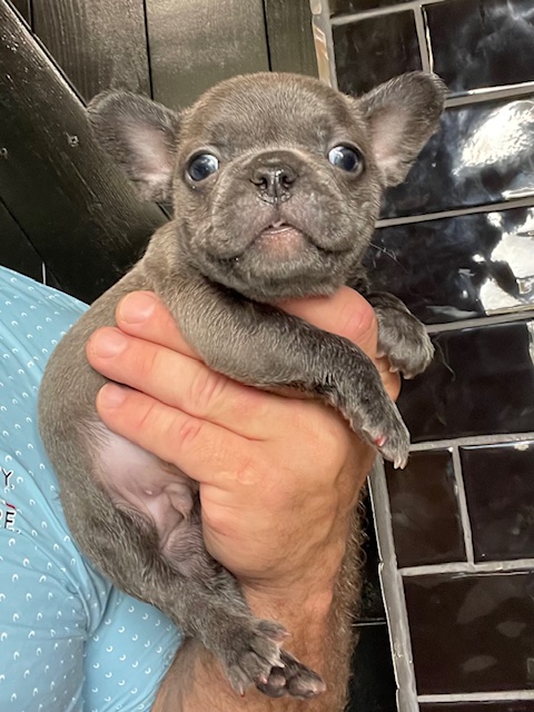 frenchie puppy