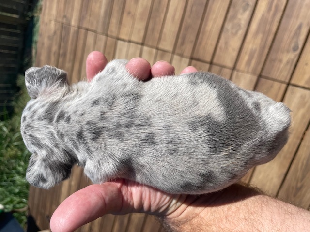 frenchie puppy