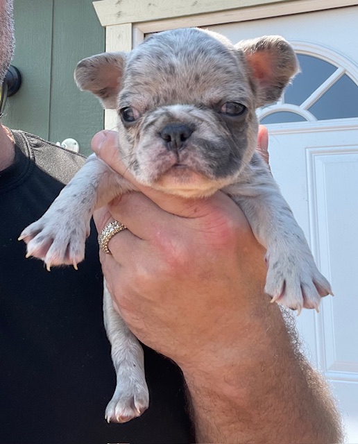 frenchie puppy