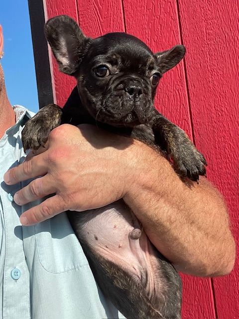 frenchie puppy