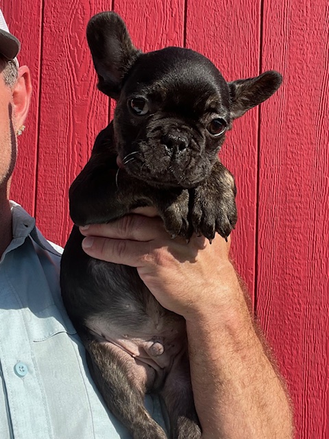 frenchie puppy