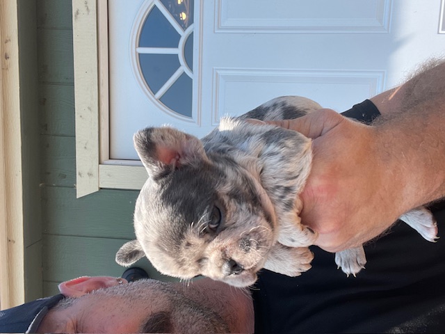 frenchie puppy