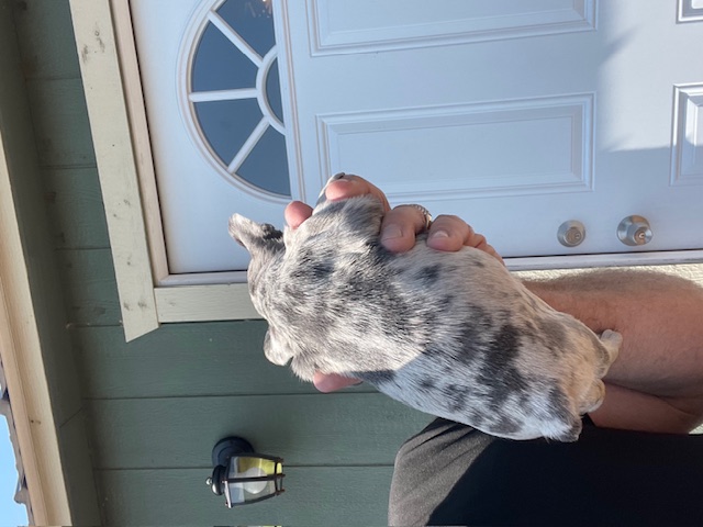 frenchie puppy