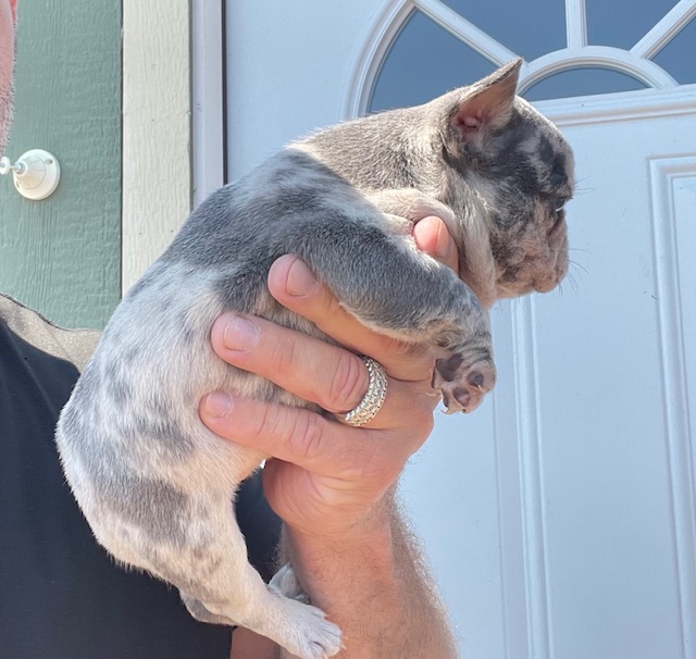 frenchie puppy
