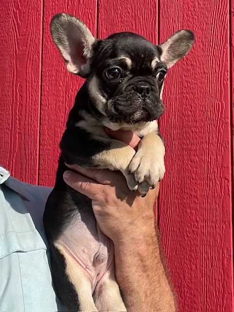 frenchie puppy