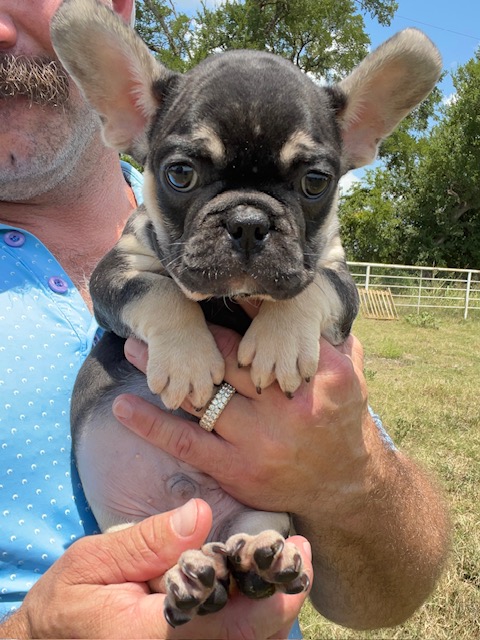 frenchie puppy