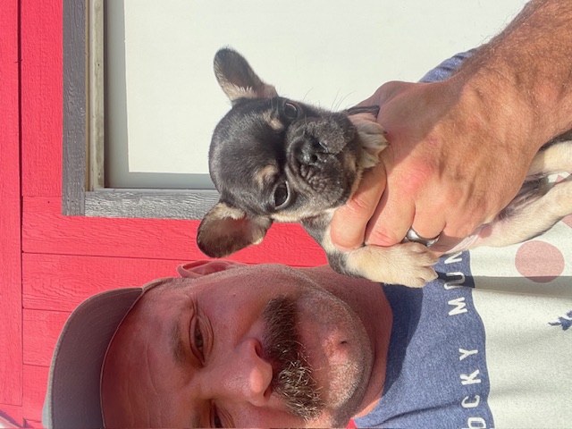 frenchie puppy