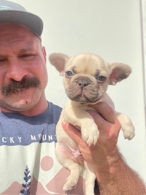frenchie puppy