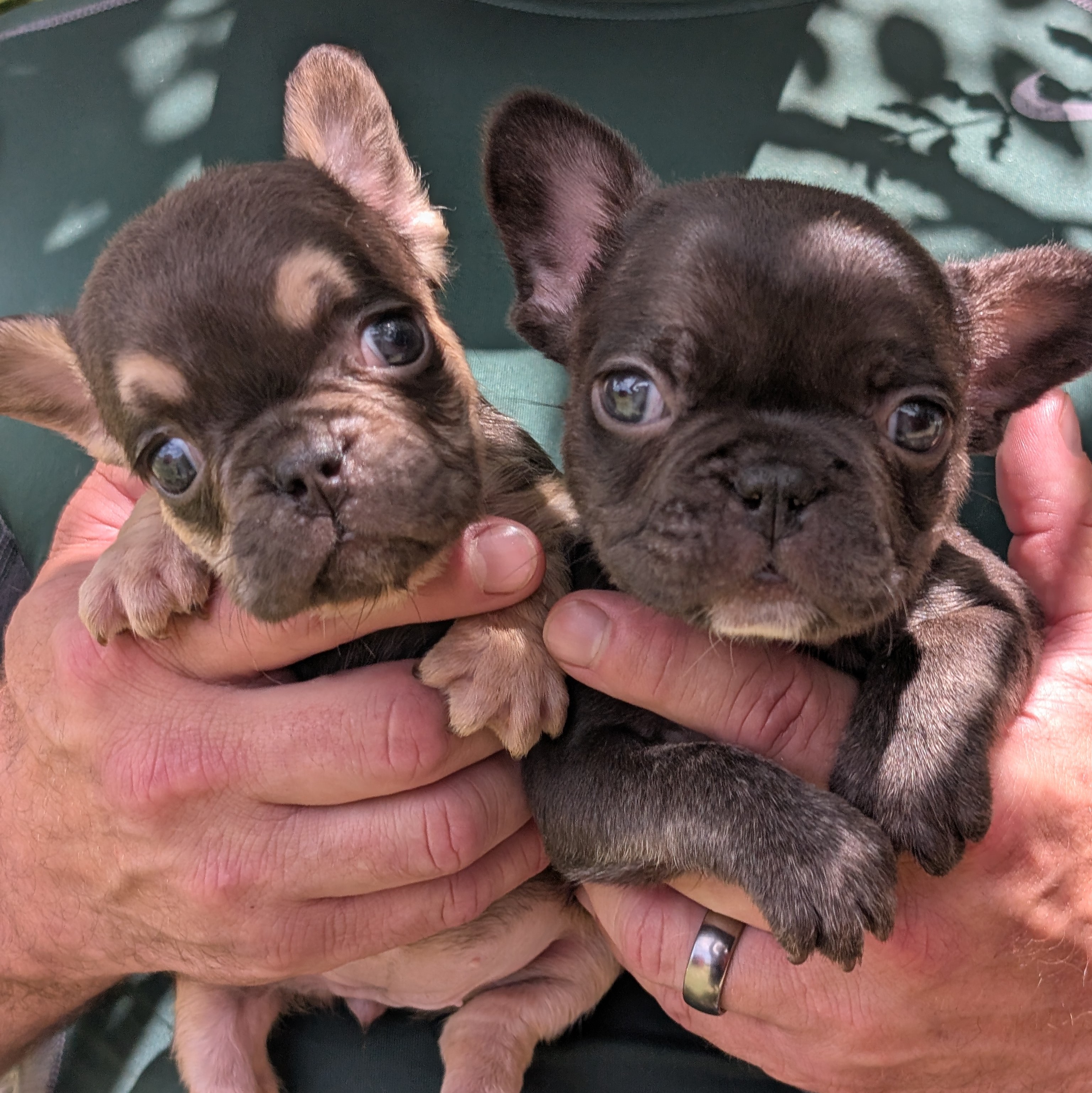 frenchie puppy