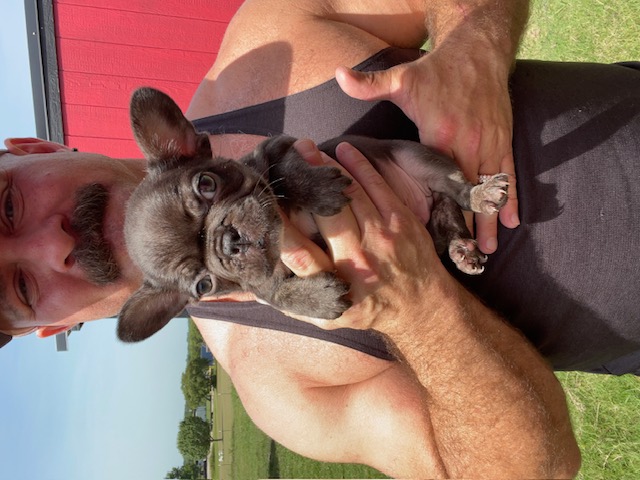 frenchie puppy