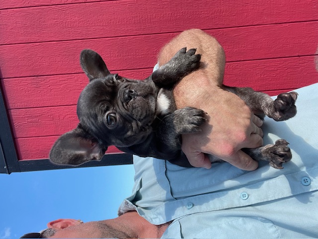 frenchie puppy