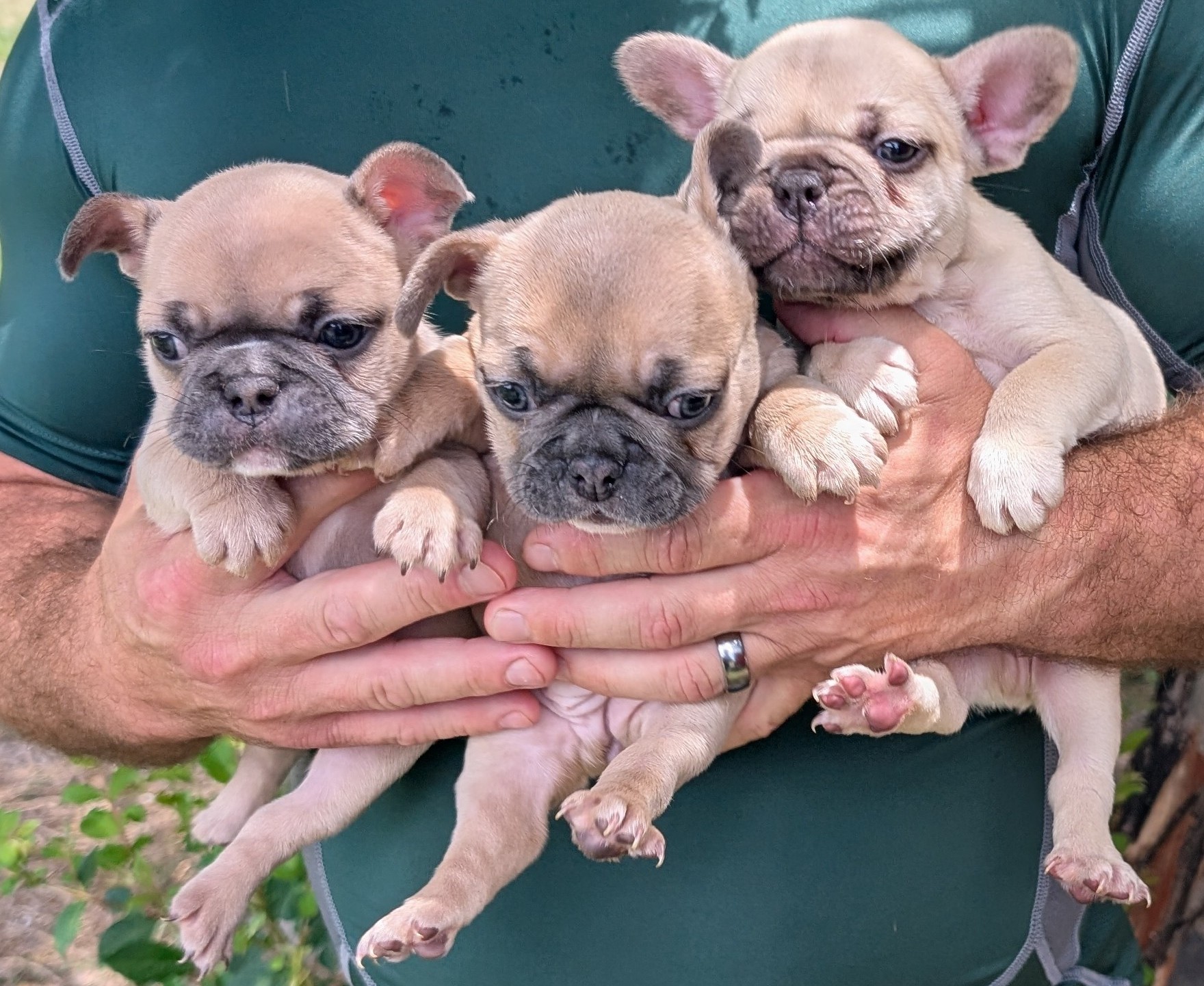 frenchie puppy