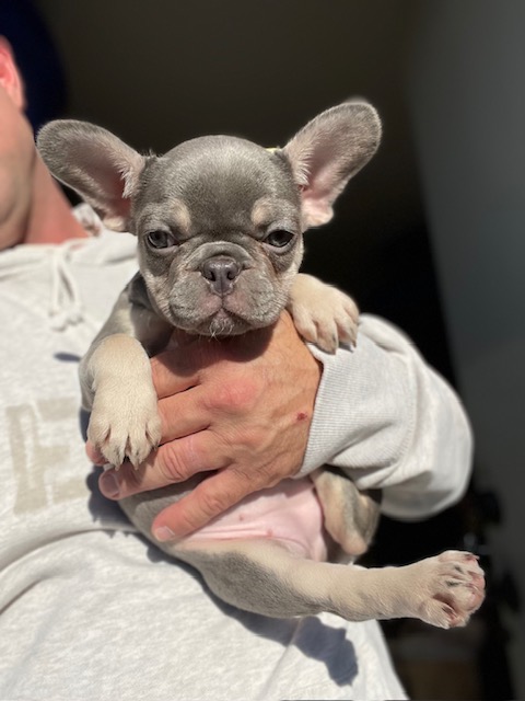 frenchie puppy