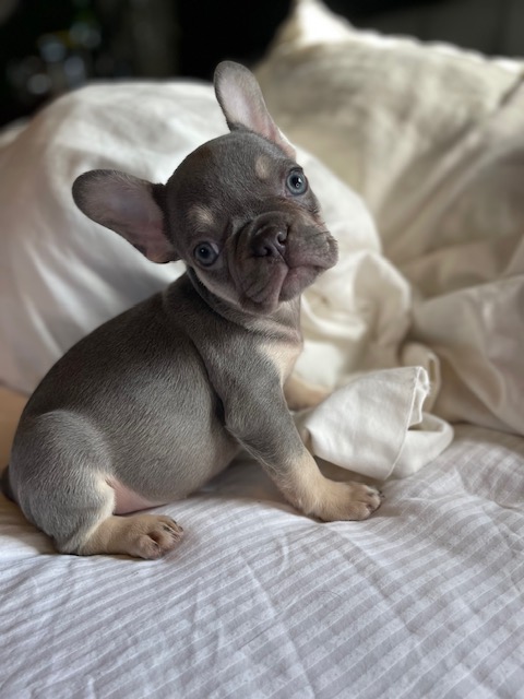 frenchie puppy