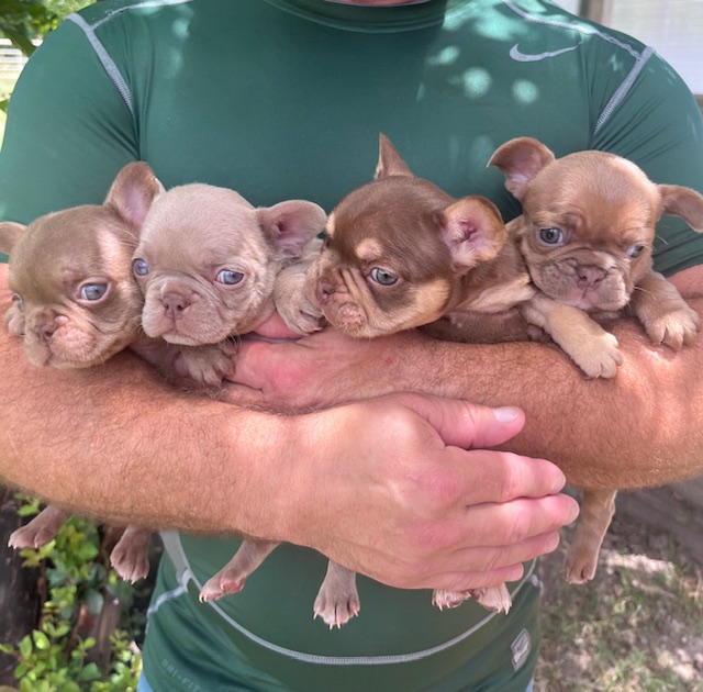 frenchie puppy