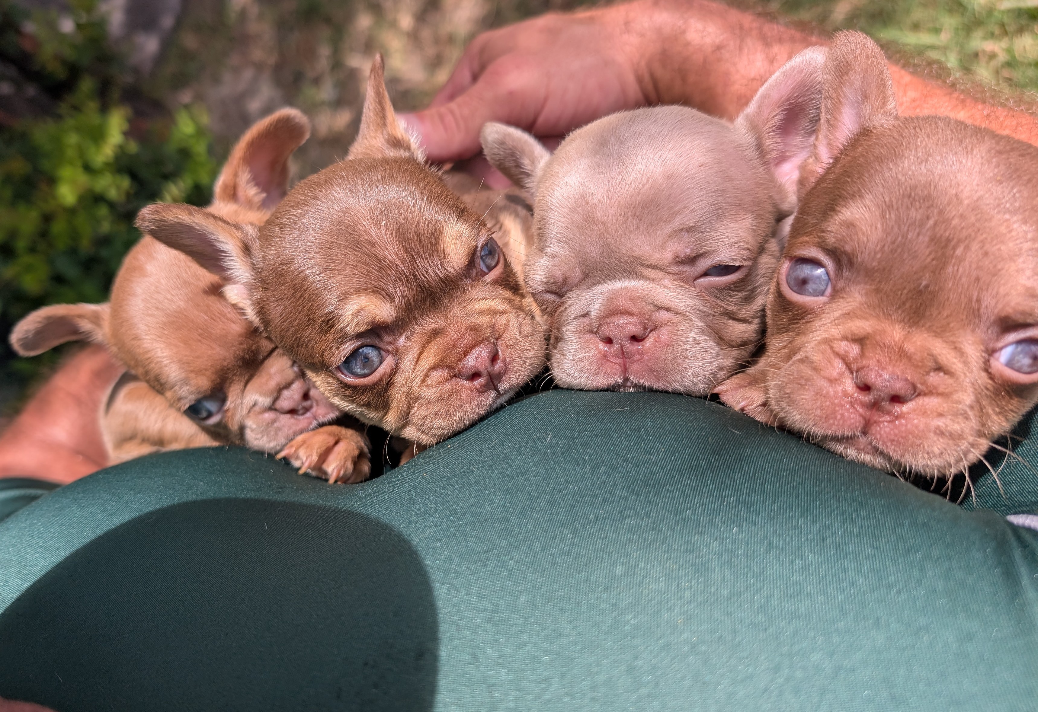 frenchie puppy