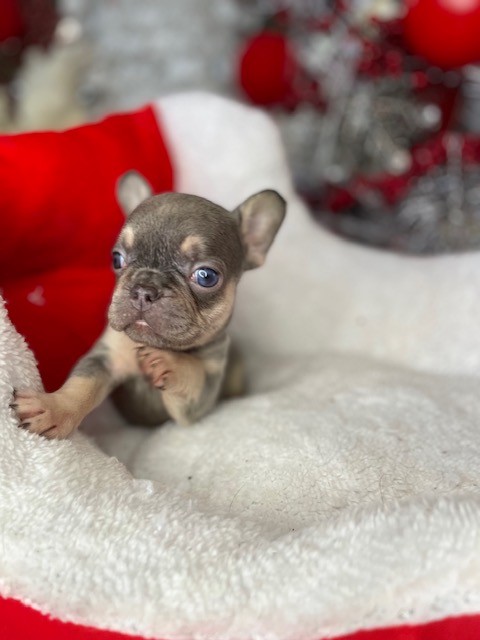 frenchie puppy