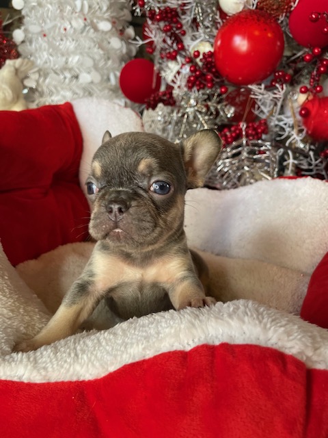 frenchie puppy