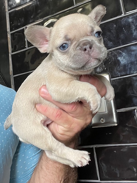 frenchie puppy
