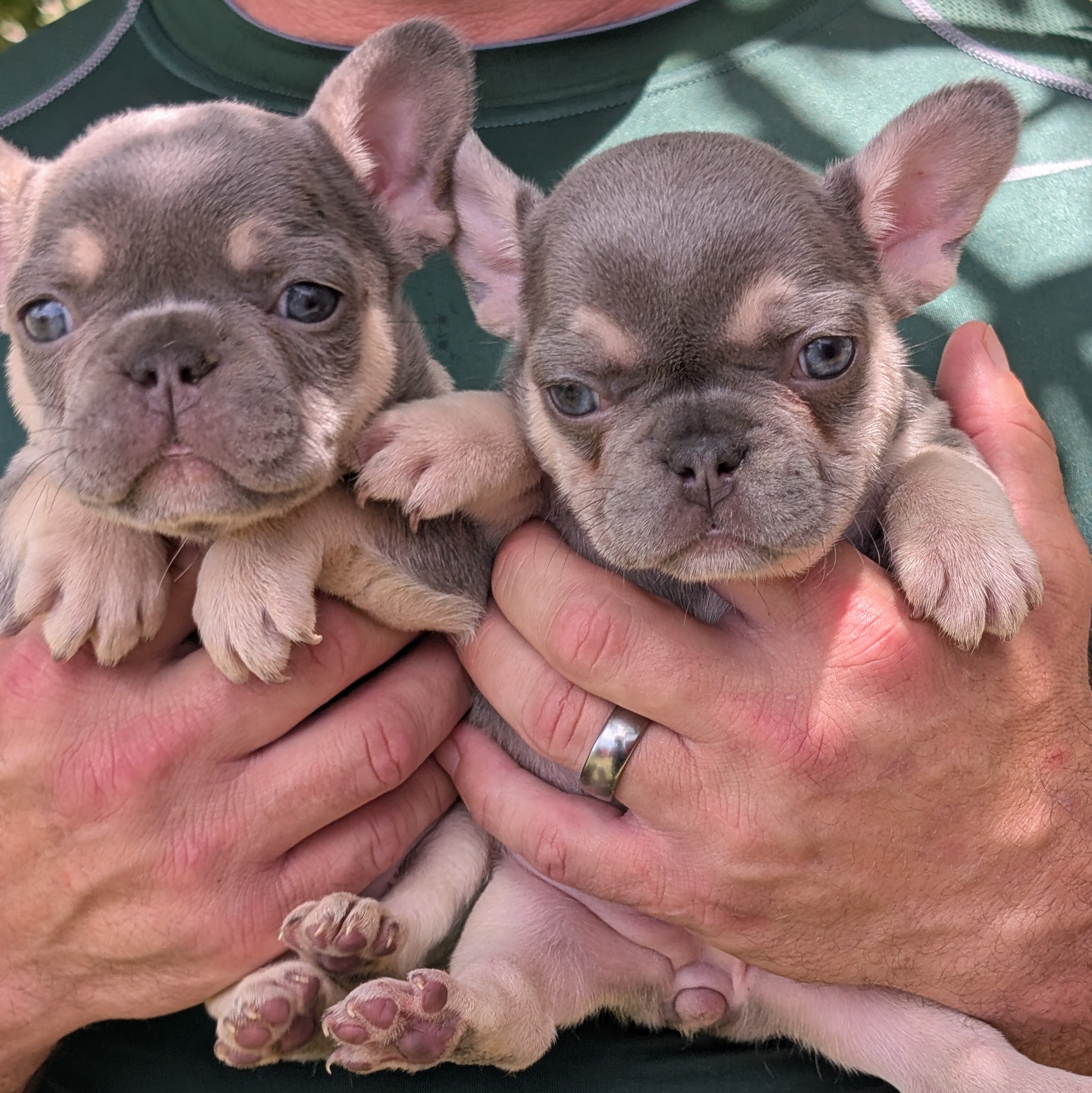 frenchie puppy