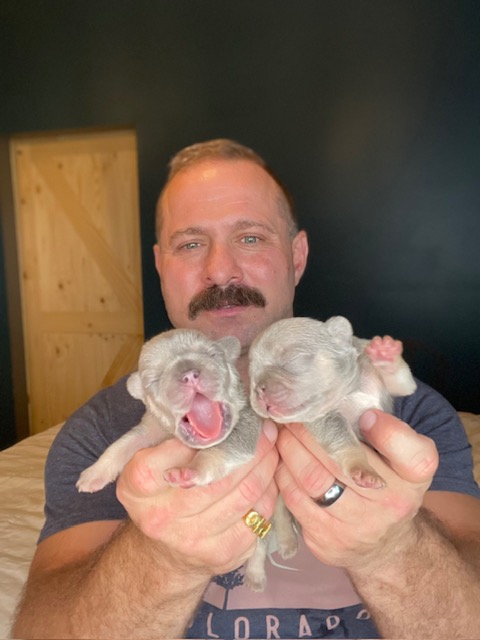 frenchie puppy