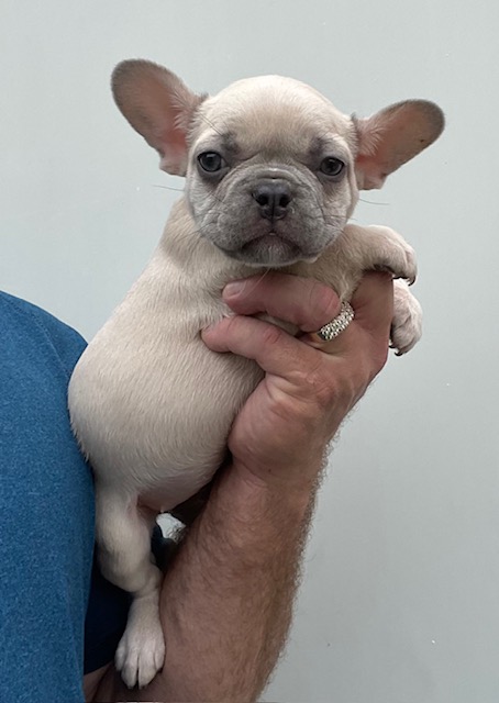 frenchie puppy