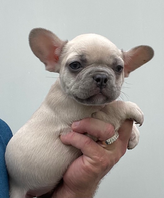 frenchie puppy