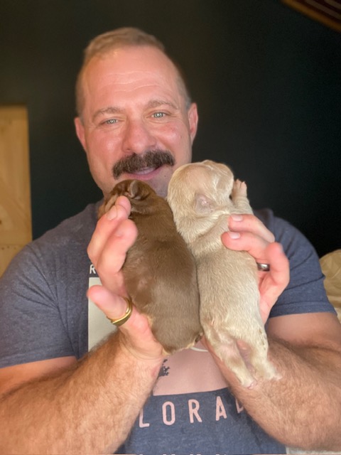 frenchie puppy