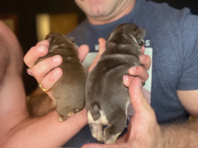 frenchie puppy