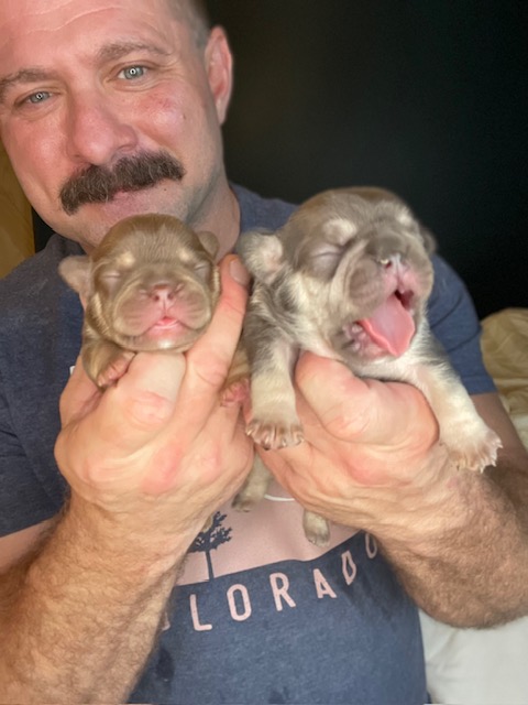 frenchie puppy