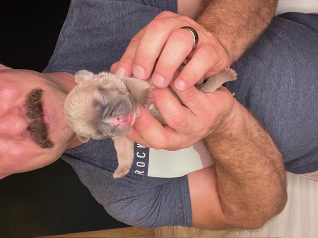 frenchie puppy