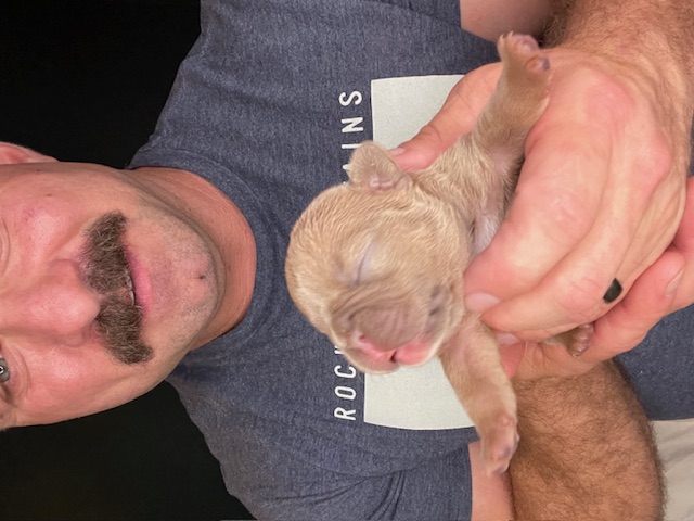 frenchie puppy