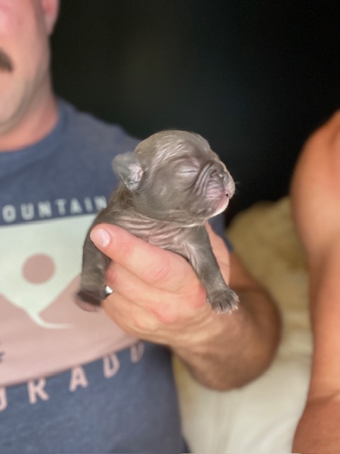 frenchie puppy