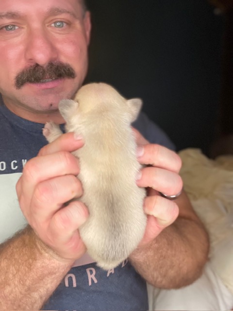 frenchie puppy