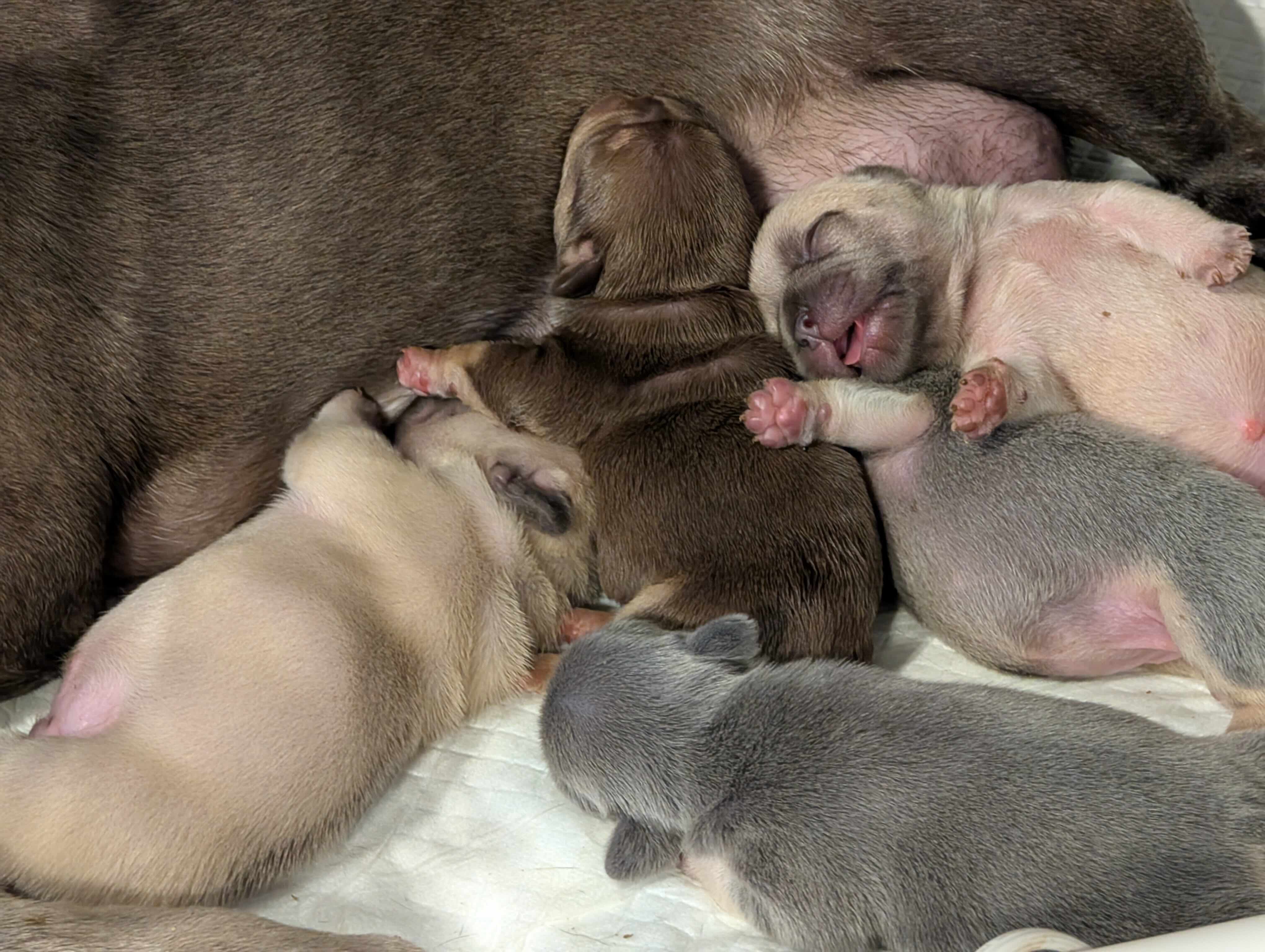 frenchie puppy