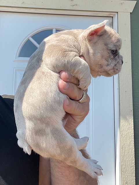 frenchie puppy